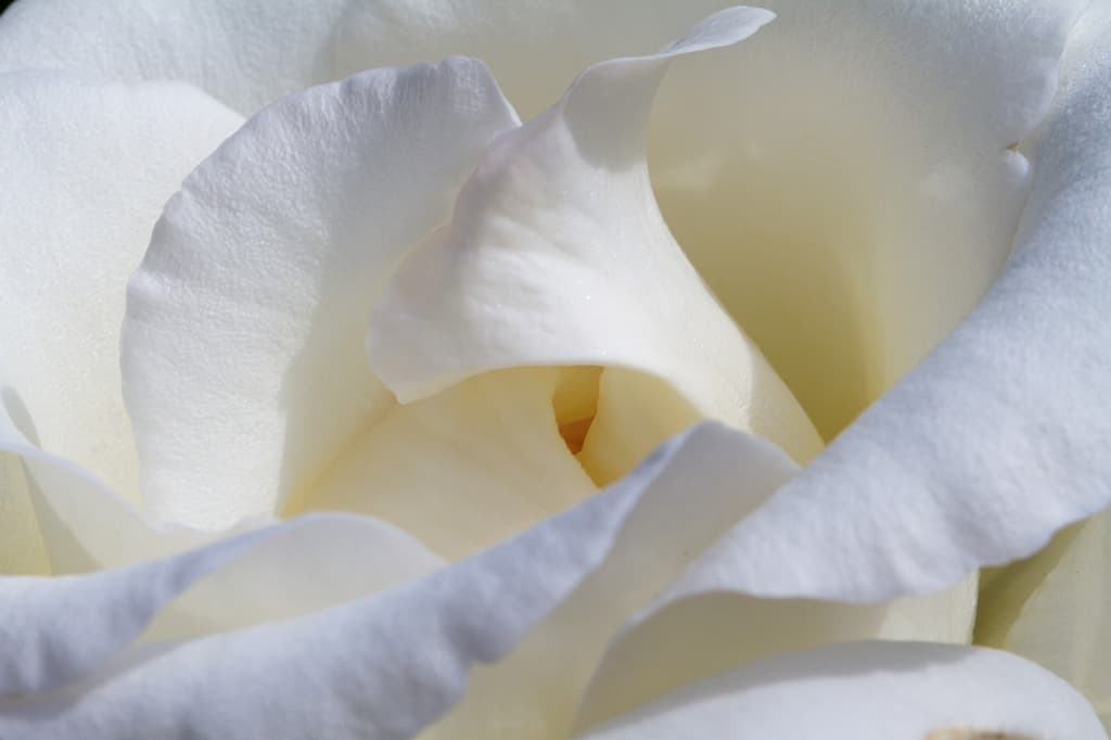 Rosa de Color Blanco